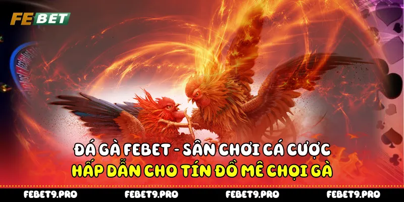 Đá gà Febet