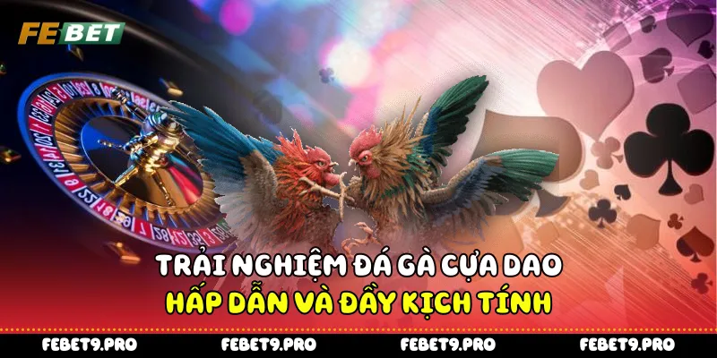 Trải nghiệm đá gà cựa dao hấp dẫn và đầy kịch tính