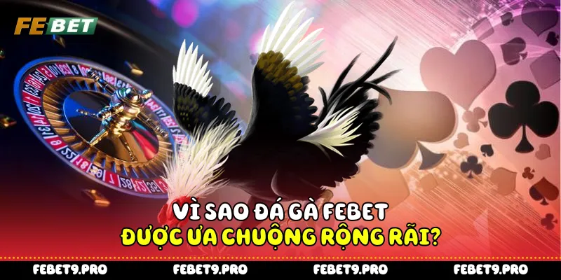 Vì sao đá gà Febet được ưa chuộng rộng rãi?